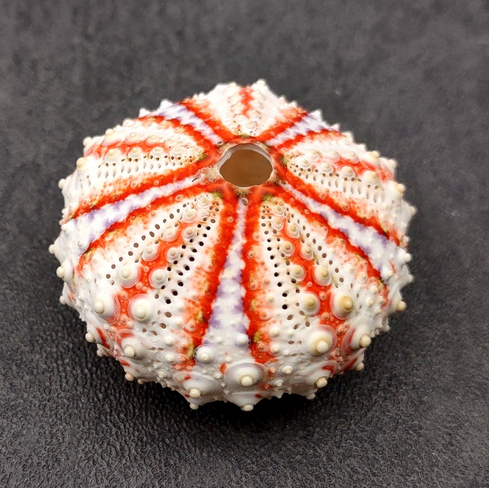 Deep Water Philippine Sea Urchin Seashell (1 urchin approx. 0.5+ inch) Colorful