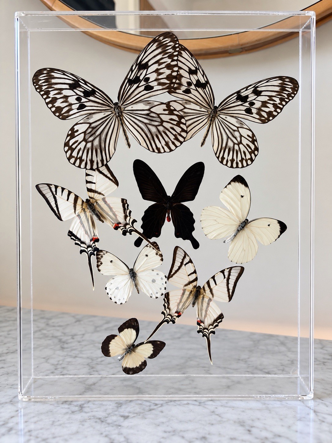 Real Butterfly Specimen Shadow Box 3D Acrylic Display Black White 10x13