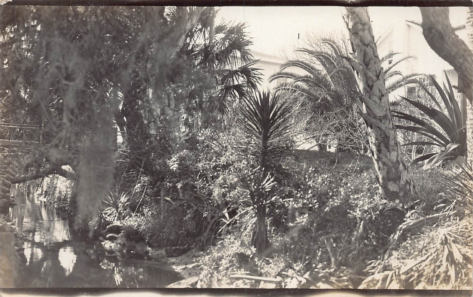 J79/ St Petersburg Florida RPPC Postcard c1910 Trees Garden Palms 128