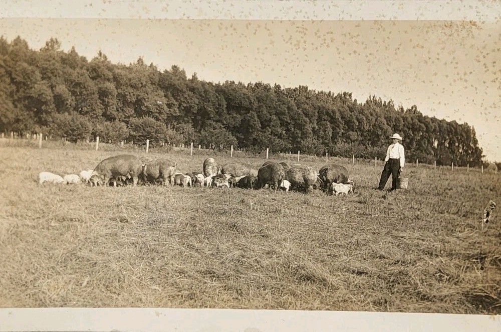 c1922 RPPC - Farmer In His Field Feeding Pigs ~#-9300 c1922 RPPC - Farmer In His Field Feeding Pigs ~#-9300