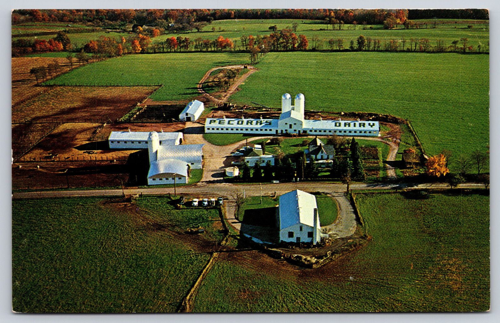 Postcard Pecora\'s Farm Dairy Pennsylvania PA Between Hazelton & Berwick Postcard Pecora\'s Farm Dairy Pennsylvania PA Between Hazelton & Berwick