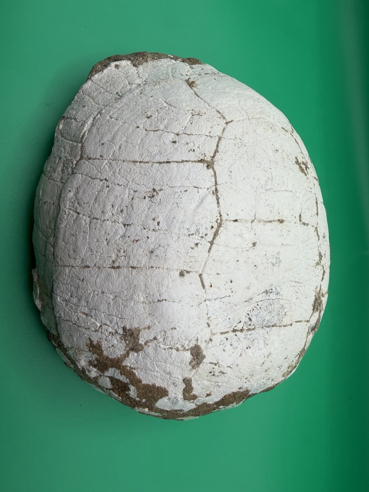 Turtle Shell Fossil High Quality - Unknown Locality