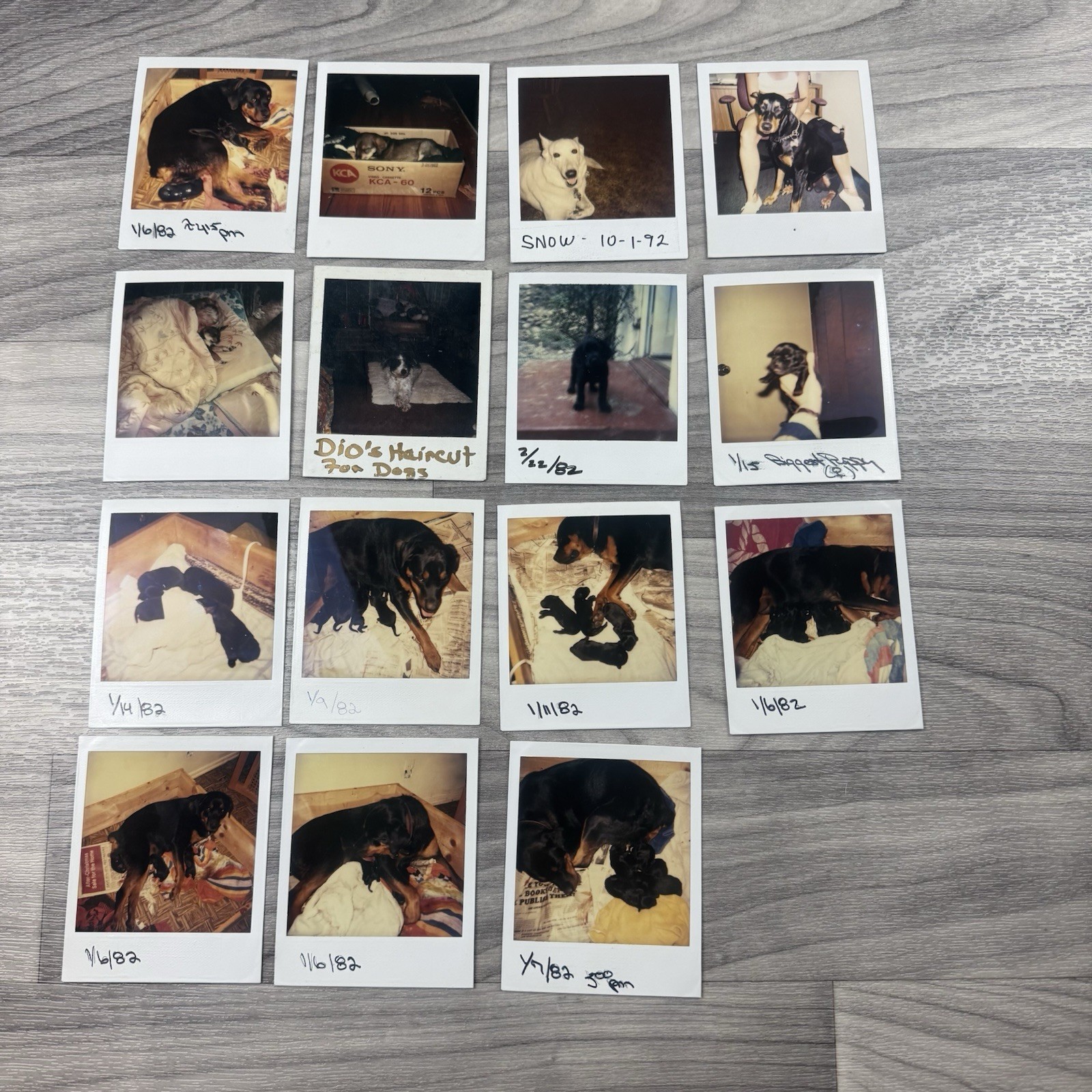 POLAROID Snapshot Photo Vintage Lot Of 15 Various Dogs Puppies Dog
