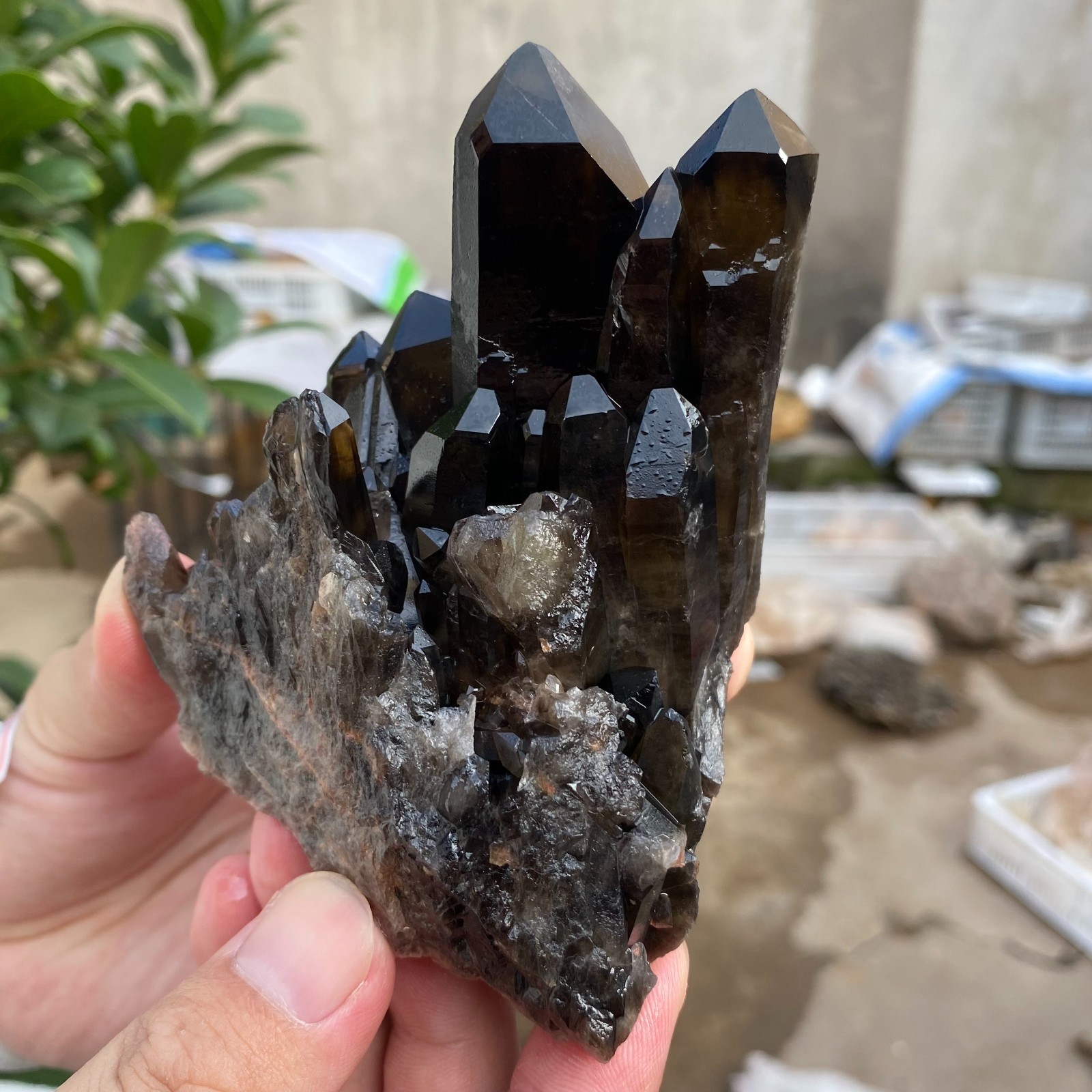 430G Natural Smoky Black Quartz Cluster Crystal raw Specimen Healing