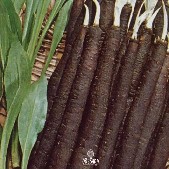 BLACK SALSIFY 30 fresh seeds- Scorzonera Hispanica seeds