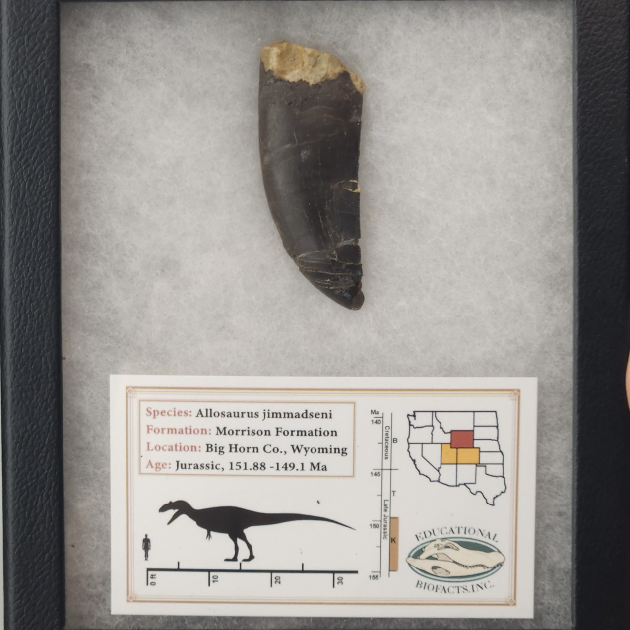 Allosaurus 2.30\ Allosaurus 2.30\