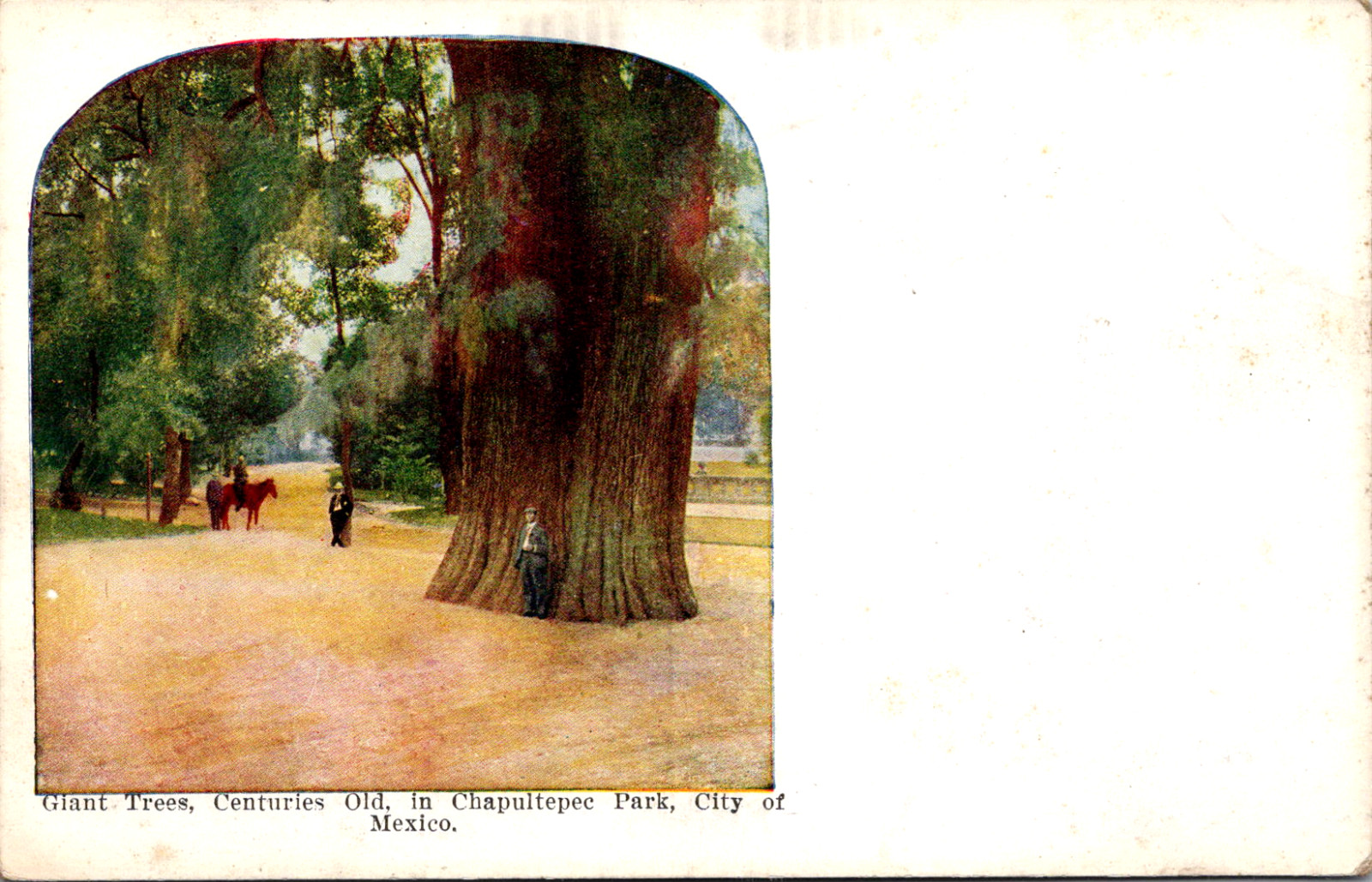 Giant Trees Chapultepec Park City Of Mexico Vintage Postcard Giant Trees Chapultepec Park City Of Mexico Vintage Postcard