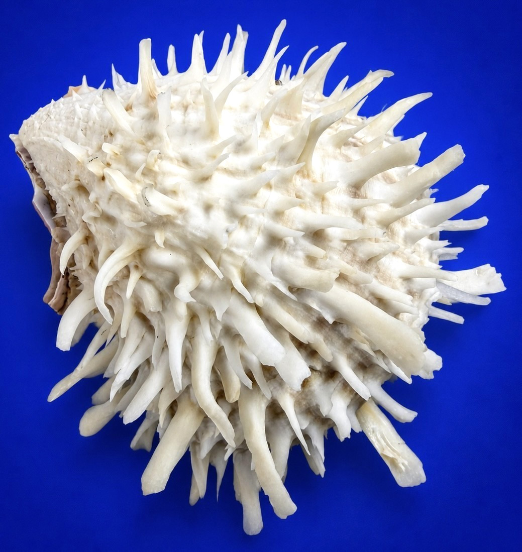 Large 98.6mm Spondylus variegatus Spiny oyster shell Collector w/data label