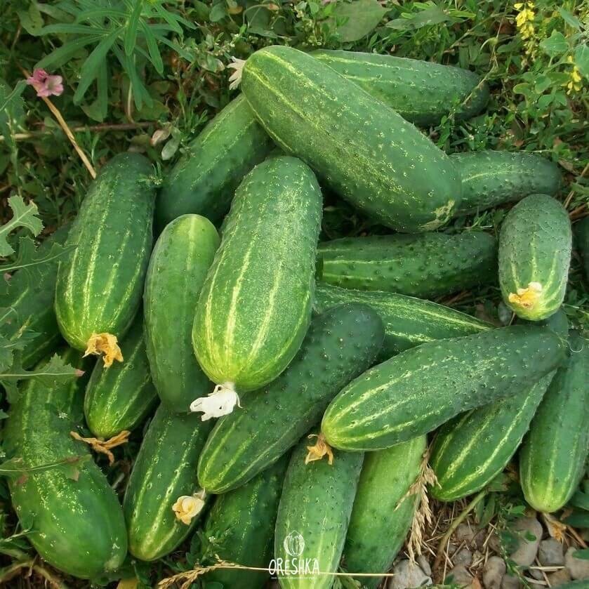 Phoenix Cucumber 20 PCS fresh seeds, Cucumis sativus organis seeds