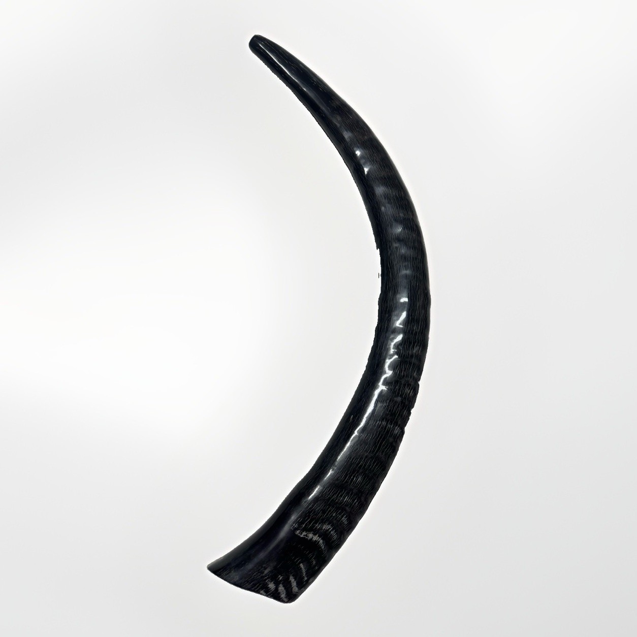 Sable Shofar Yemenite Horn XL 22”-32” Half Polished Kosher  USA