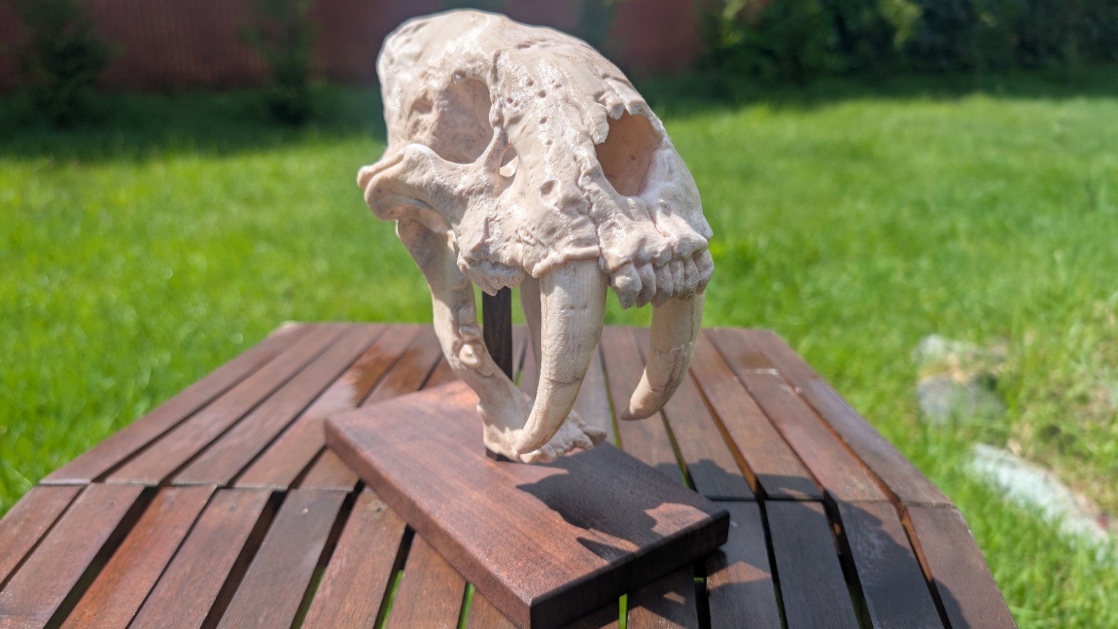 Sabertooth Skull Replica Hand Dyed With Custom Wood Base