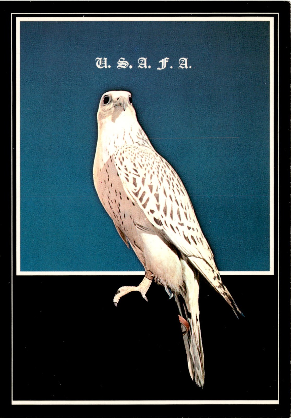U. S. A. F. A., FALCON, UNITED STATES AIR FORCE ACADE Postcard U. S. A. F. A., FALCON, UNITED STATES AIR FORCE ACADE Postcard