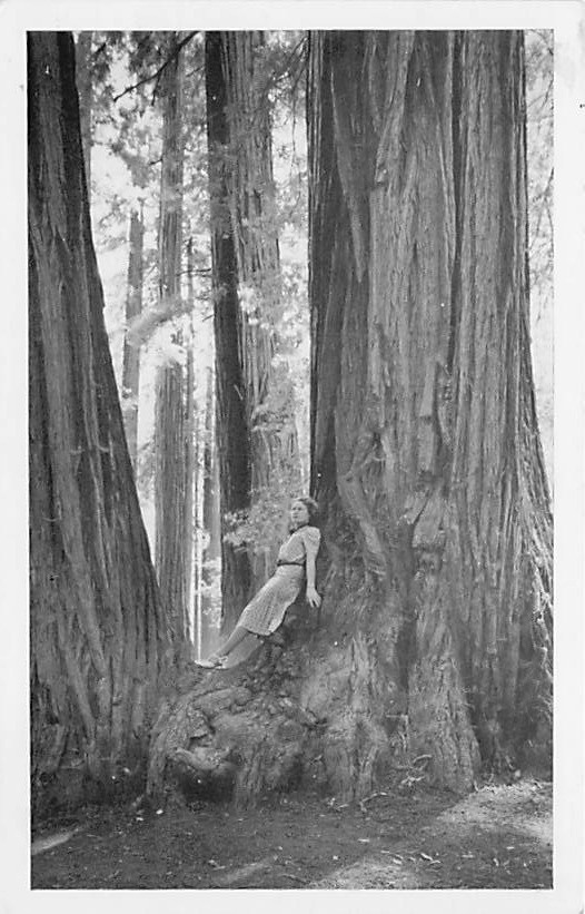 Postcard CA: Visitor at Redwood Tree, Muir Woods, Marin County, California B&W Postcard CA: Visitor at Redwood Tree, Muir Woods, Marin County, California B&W