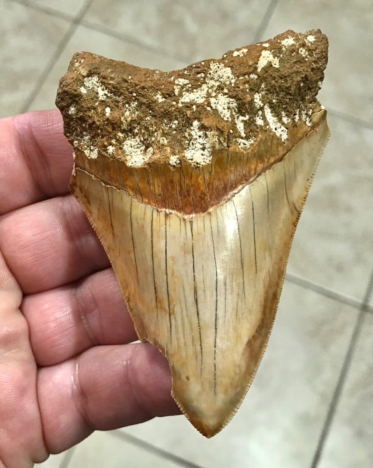 VERY PRETTY & NICELY SHAPED - 4.06” - INDO MEGALODON SHARKTOOTH FOSSIL VERY PRETTY & NICELY SHAPED - 4.06” - INDO MEGALODON SHARKTOOTH FOSSIL