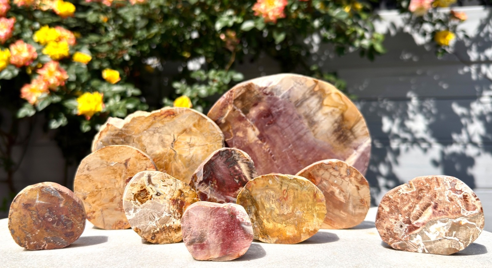 Wholesale Lot 4 Lbs Natural Petrified Wood Slabs Crystal Healing Energy