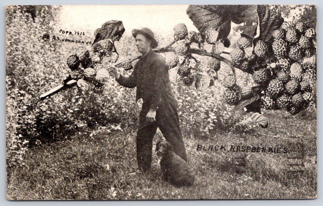 Black Raspberries farmer dog large fruit Stanley Johnson Rppc 1912 Black Raspberries farmer dog large fruit Stanley Johnson Rppc 1912