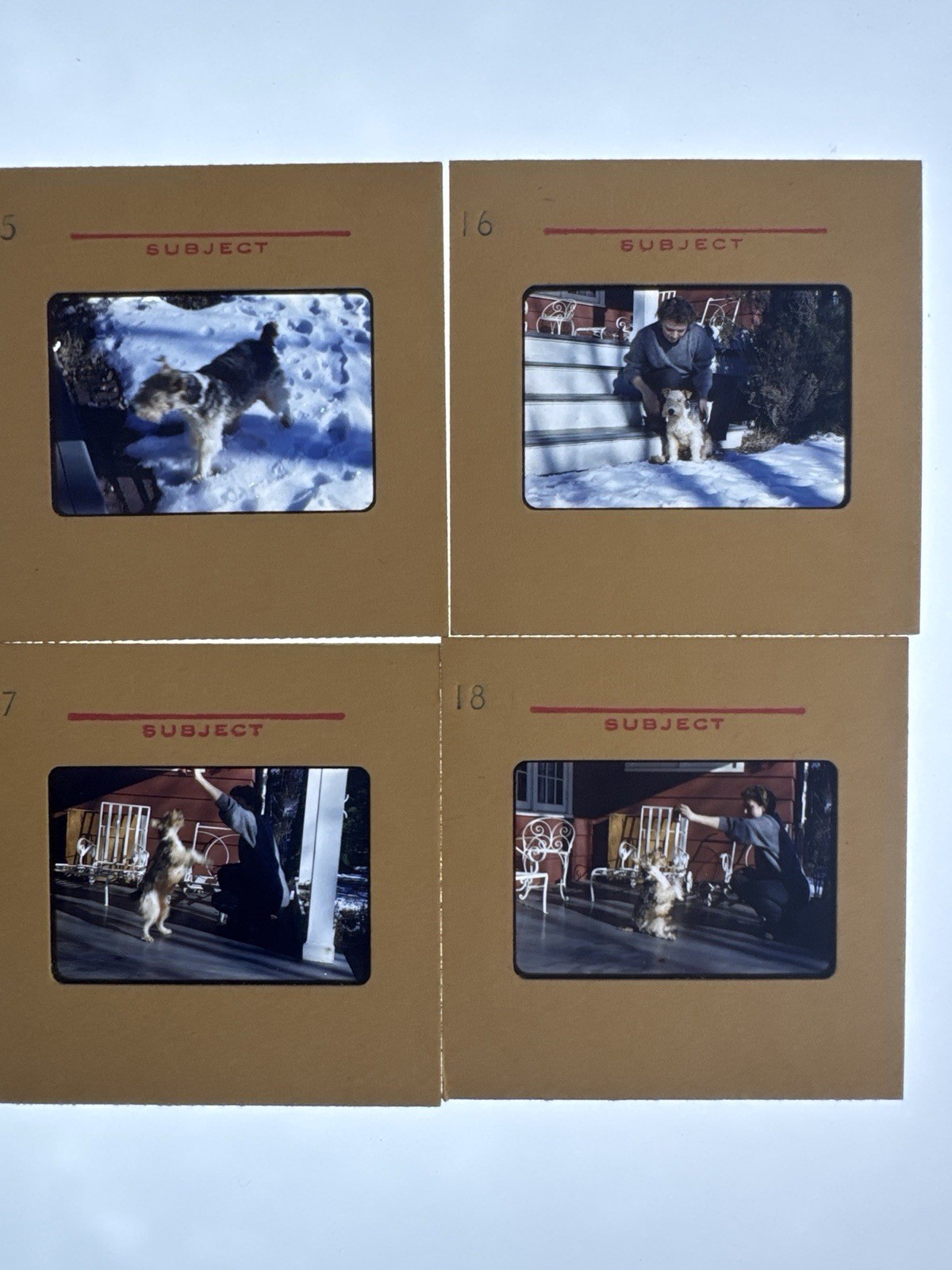 Vtg 1950s Kodachrome Slides Lot 4 Wire Fox Terrier Dog Snow Porch Red House