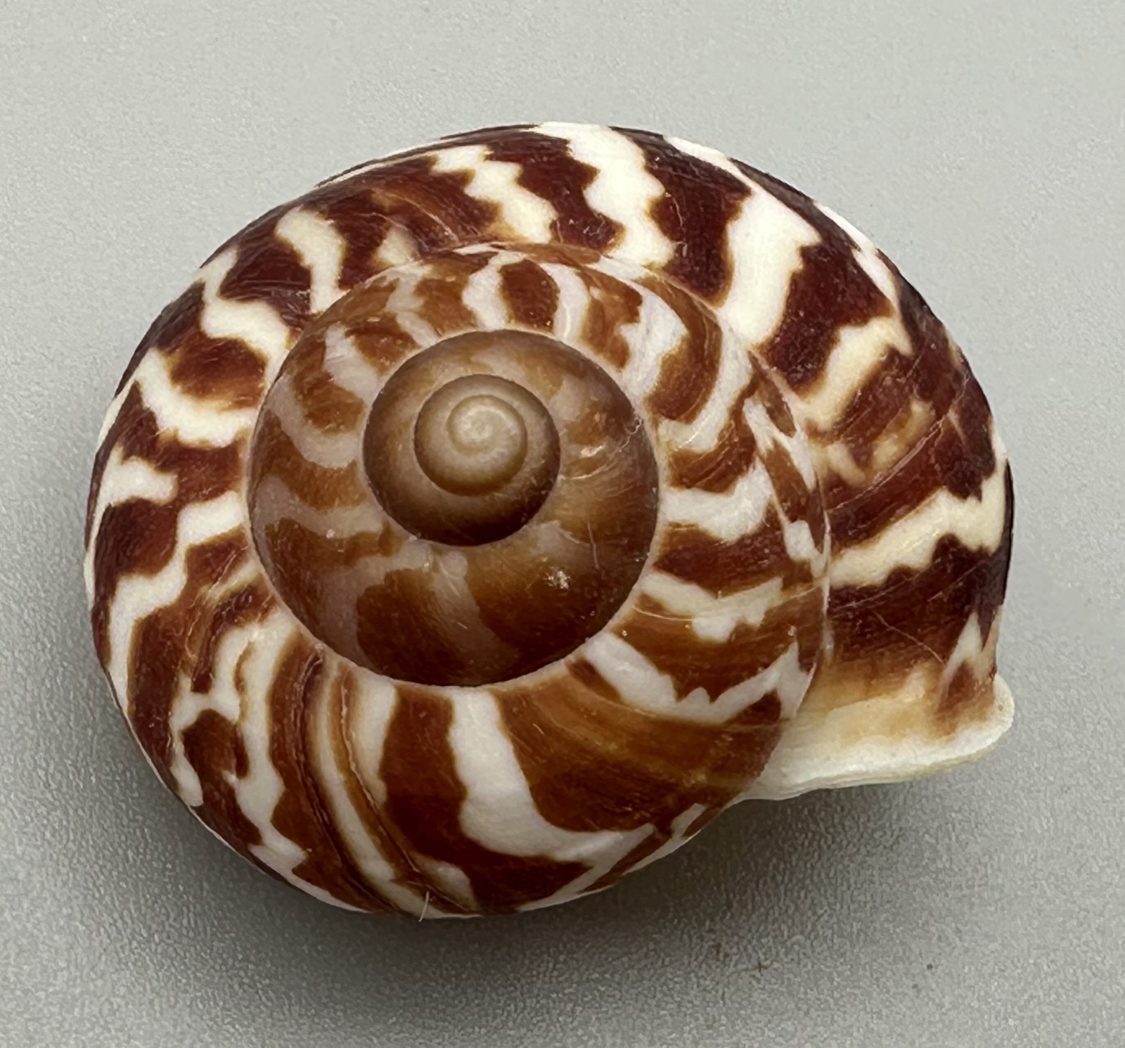 Cyclophorus daraganicus Land Snail Shell 24.8mm Bold Dark Pattern Philippines