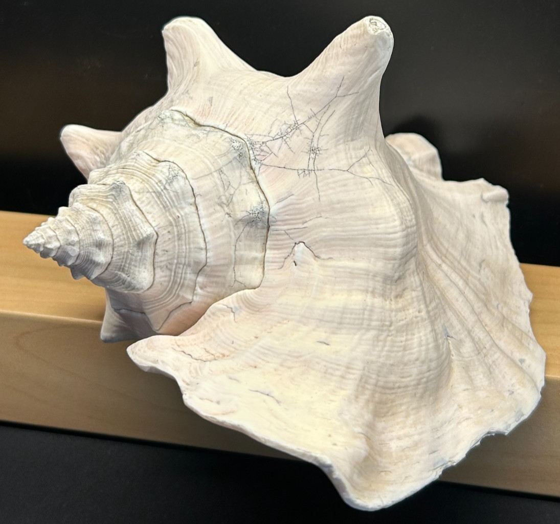 🐚Vintage Large Queen Conch Shell Pink Horned Natural Seashell 9\