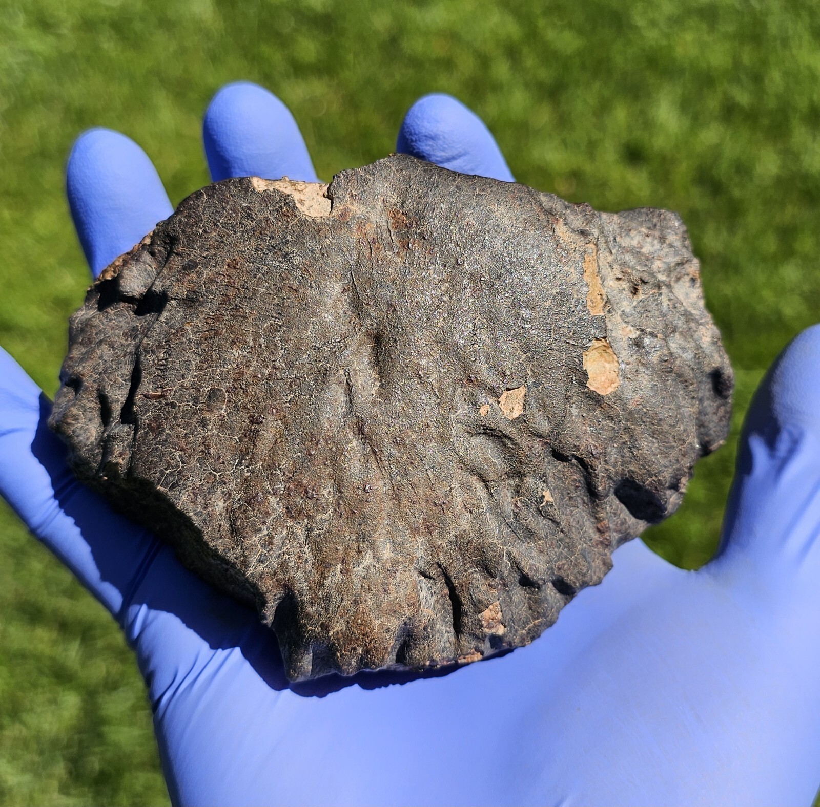 Meteorite**NWA Unc.**654.50 gram W/Fluted Deep Regmaglypts; Best On The Market