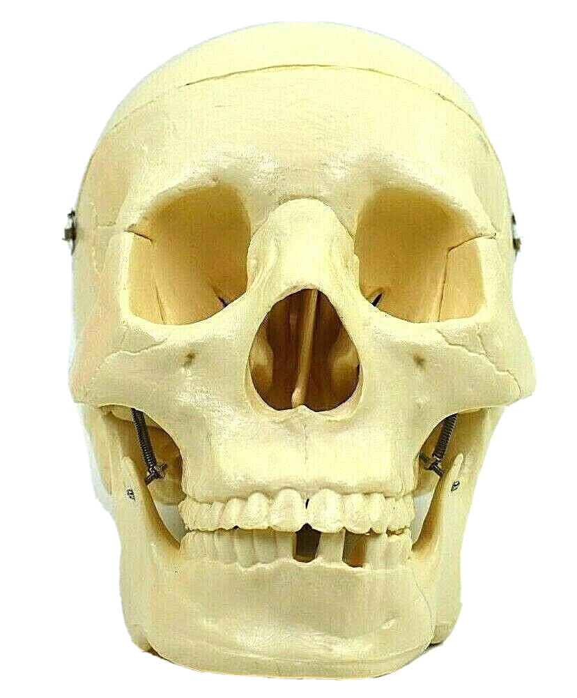 Vintage Human Skull Anatomical Model Teaching Replica Life Size Medical Display