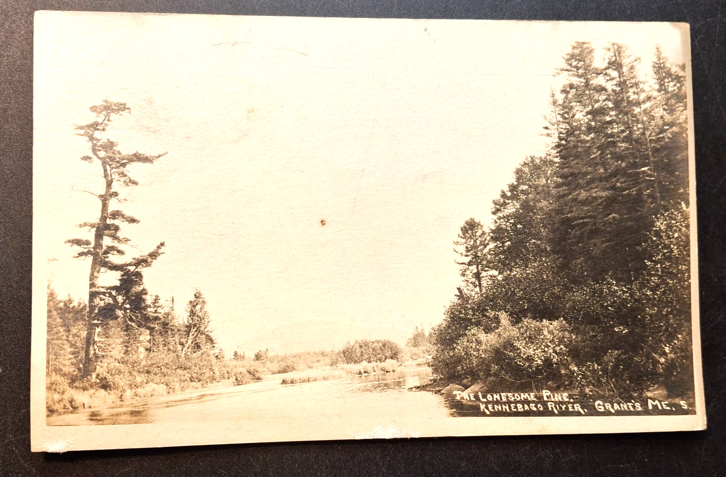 RPPC Grants Maine Kennebec River The Lonesome Pine Photo Postcard c1910
