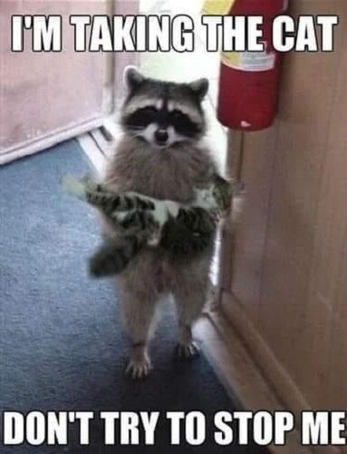 Funny Raccoon cat refrigerator magnet 3 1/2 x 4 1/2 \ Funny Raccoon cat refrigerator magnet 3 1/2 x 4 1/2 \