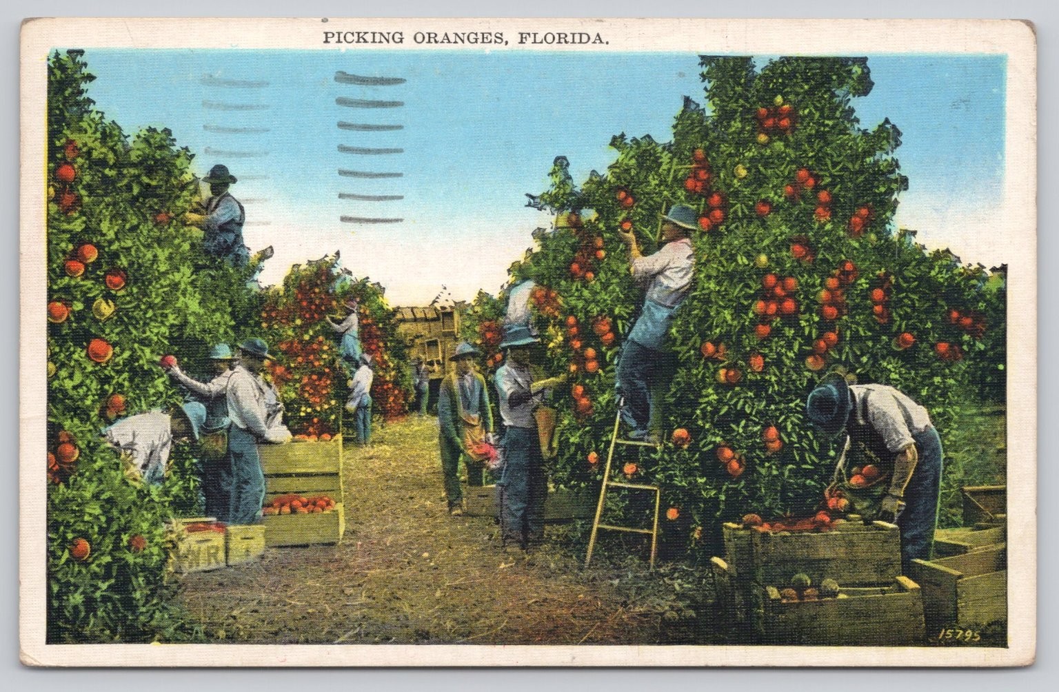 Vintage Florida Orange Picking Postcard Jacksonville 1941 Vintage Florida Orange Picking Postcard Jacksonville 1941