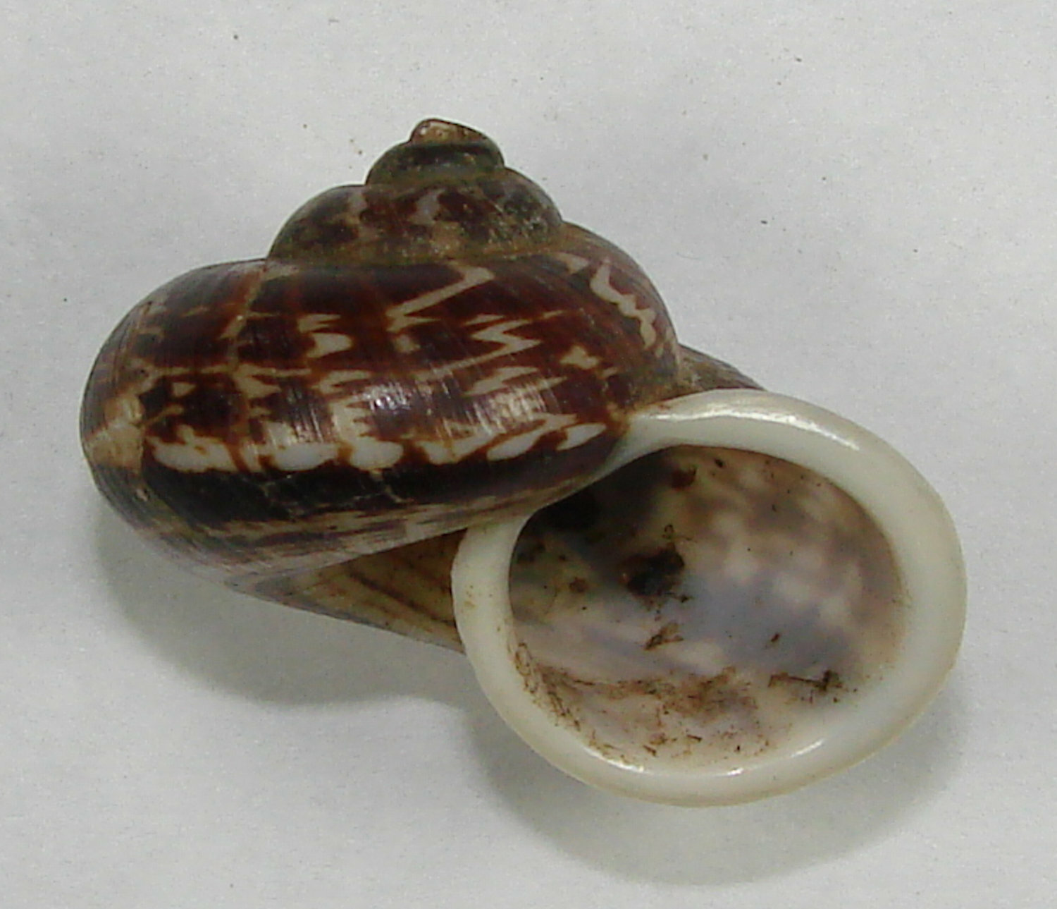 CYCLOPHORUS ELEGANS 34.91mm BEAUTIFUL RARE SPECIMEN South Guangxi, China 2006
