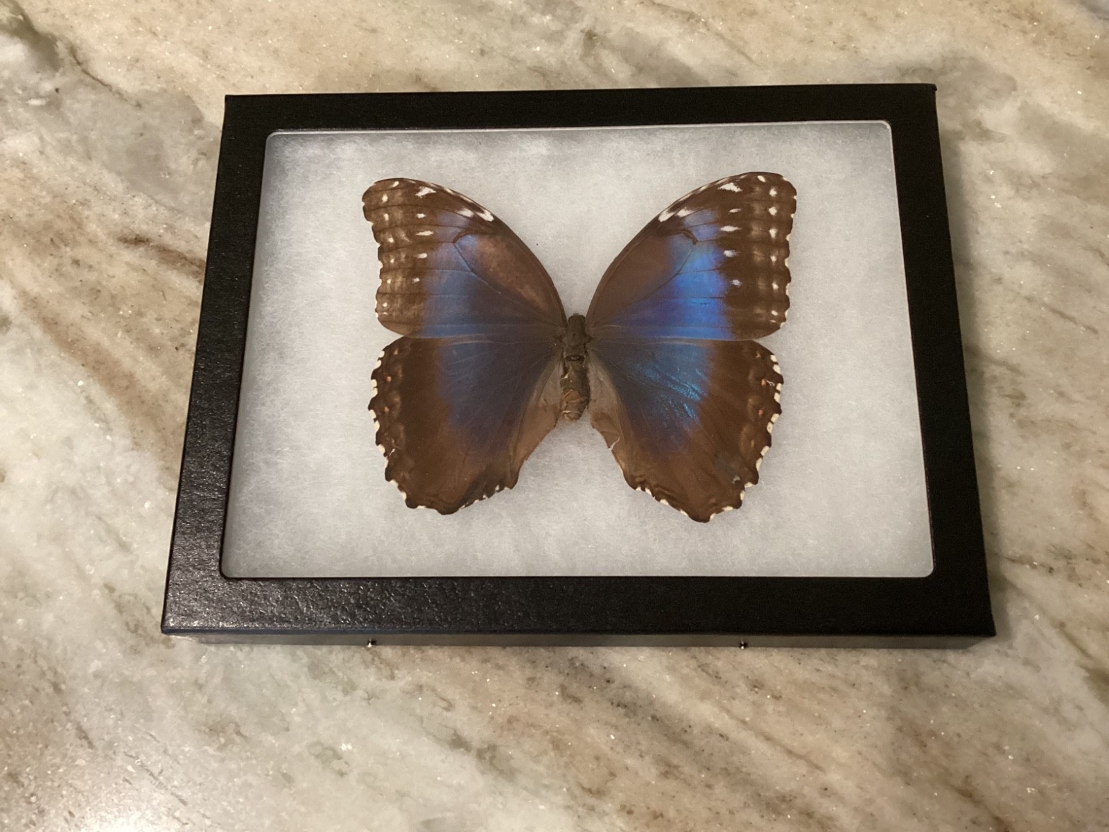 Real Butterfly- TROPICAL BLUE MOON EGGFLY in black frame shadow box 8.5”x6.5” Real Butterfly- TROPICAL BLUE MOON EGGFLY in black frame shadow box 8.5”x6.5”