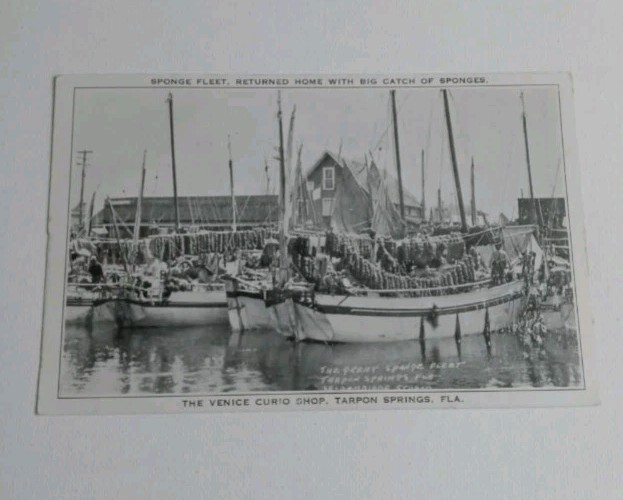 Tarpon Springs Florida Sponge Fleet Boats Venice Curio Shop Postcard Fishing