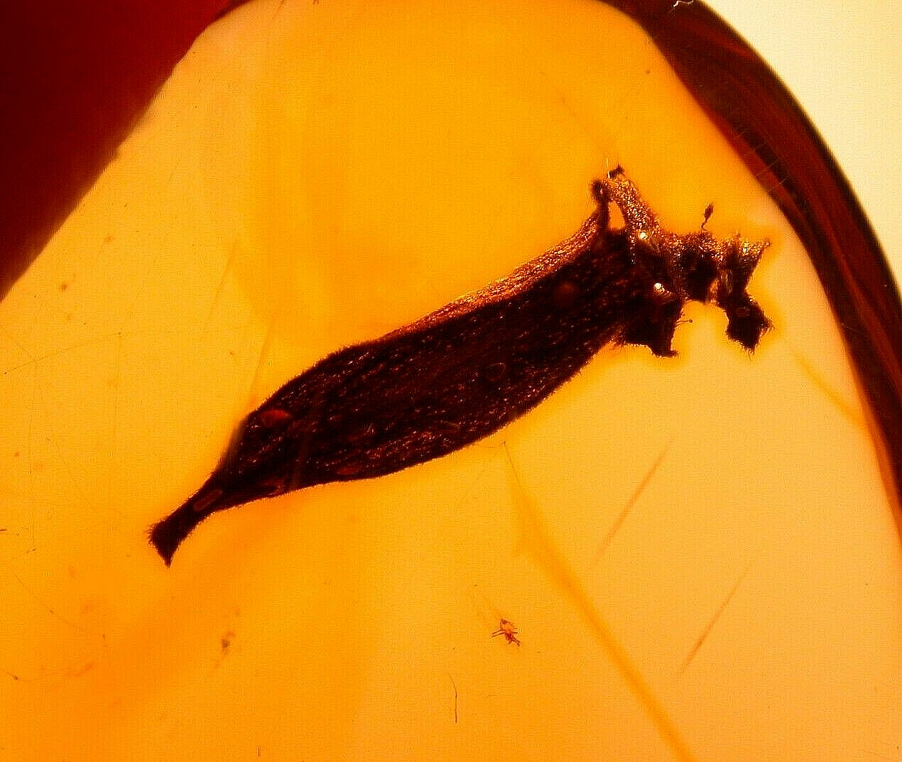 Super RARE Leaf Caught in Spider Webbing in Dominican Amber Fossil Gem