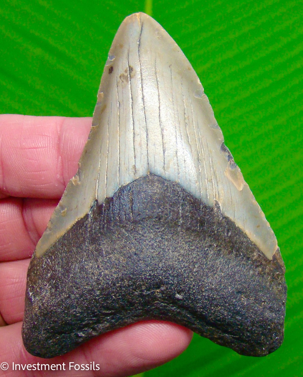 MEGALODON SHARK TOOTH  Real Fossil - 3.62”  Sharks Teeth