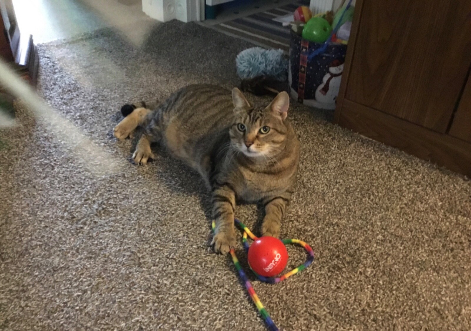 Buy a cat picture to help support cats at shelter in KY WE NEED YOUR HELP