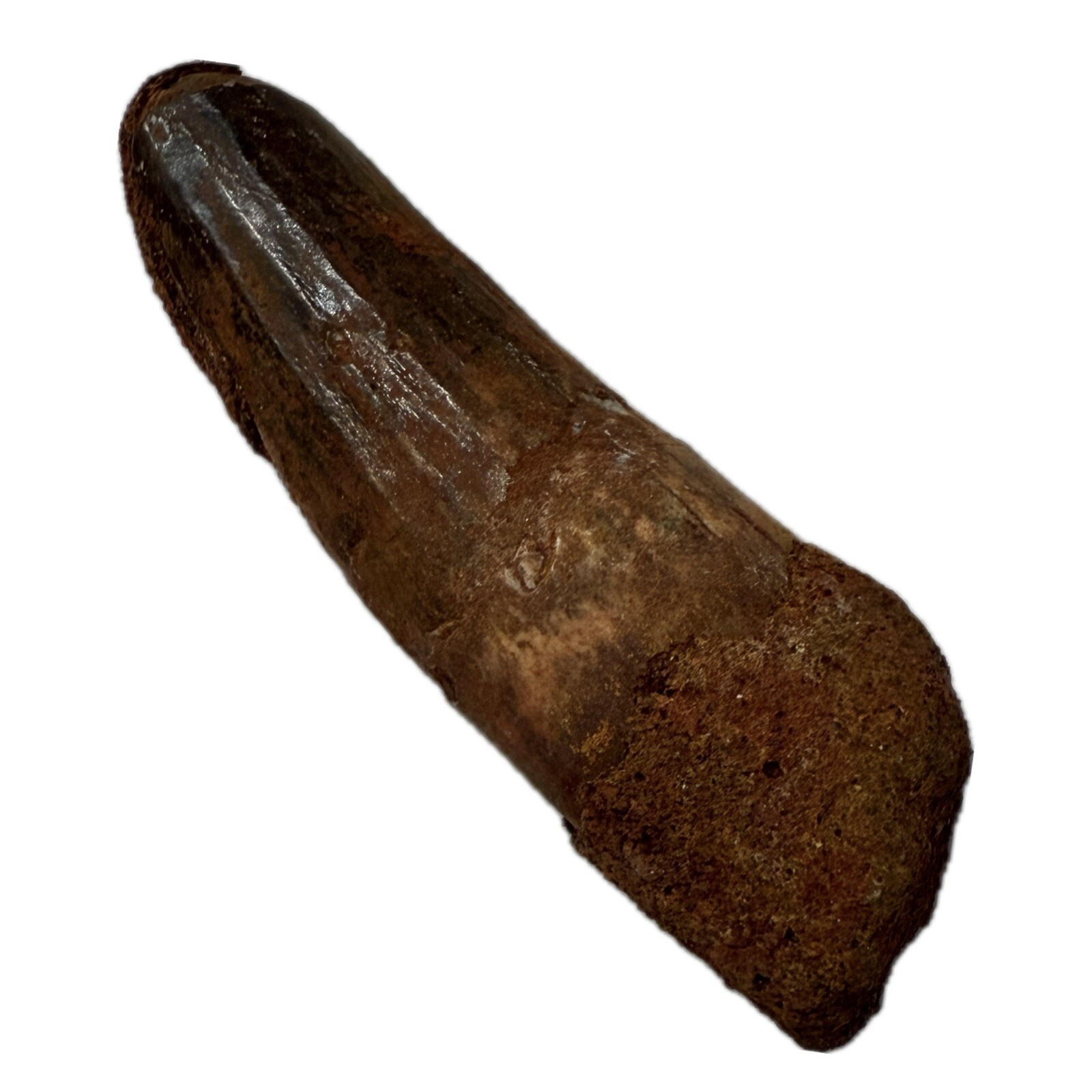 Real Spinosaurus Tooth (5.4cm) Cretaceous, Guaranteed Authentic, Root And Enamel