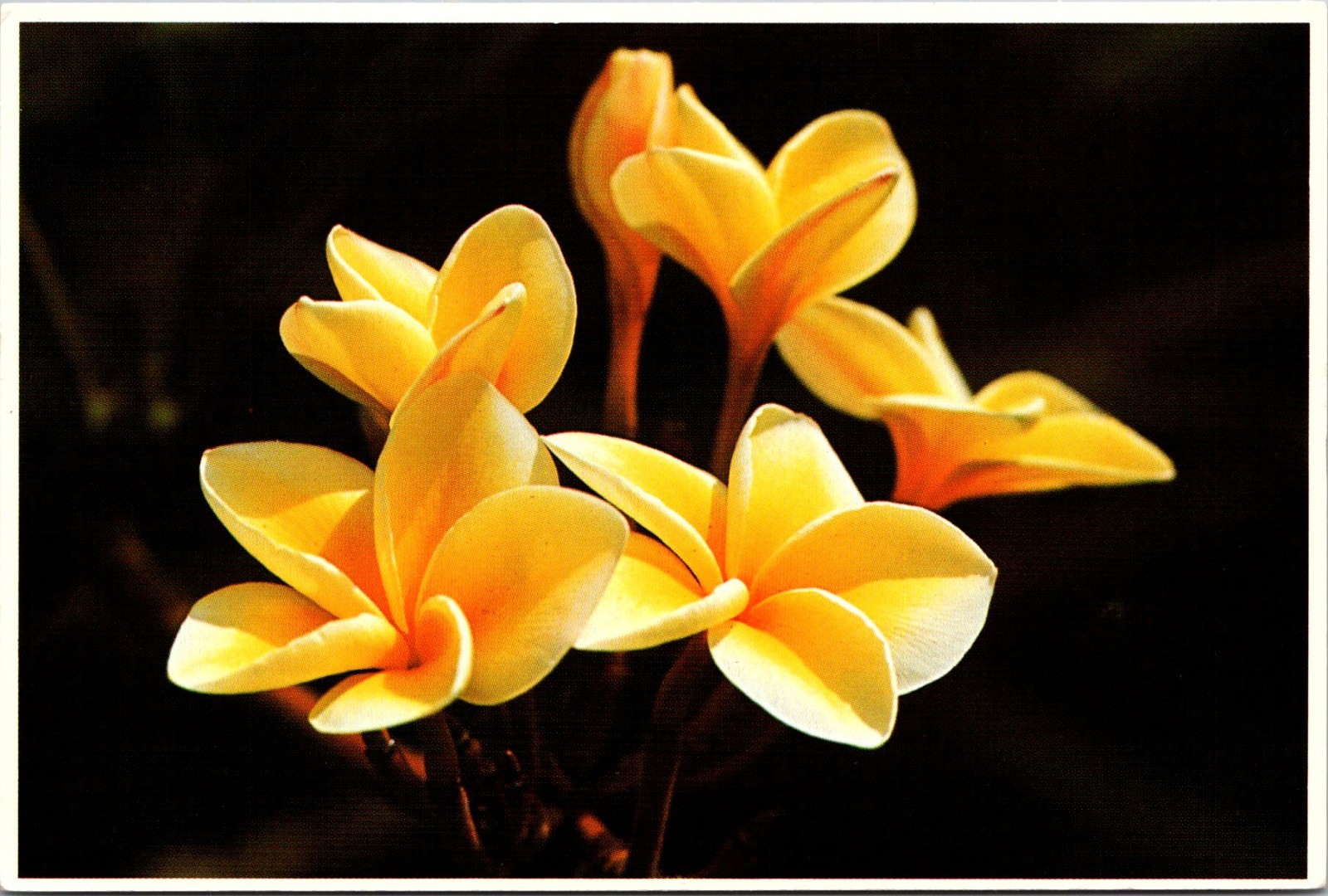 Yellow Plumeria Blossoms Most Popular Garland Vintage Postcard TP14-10