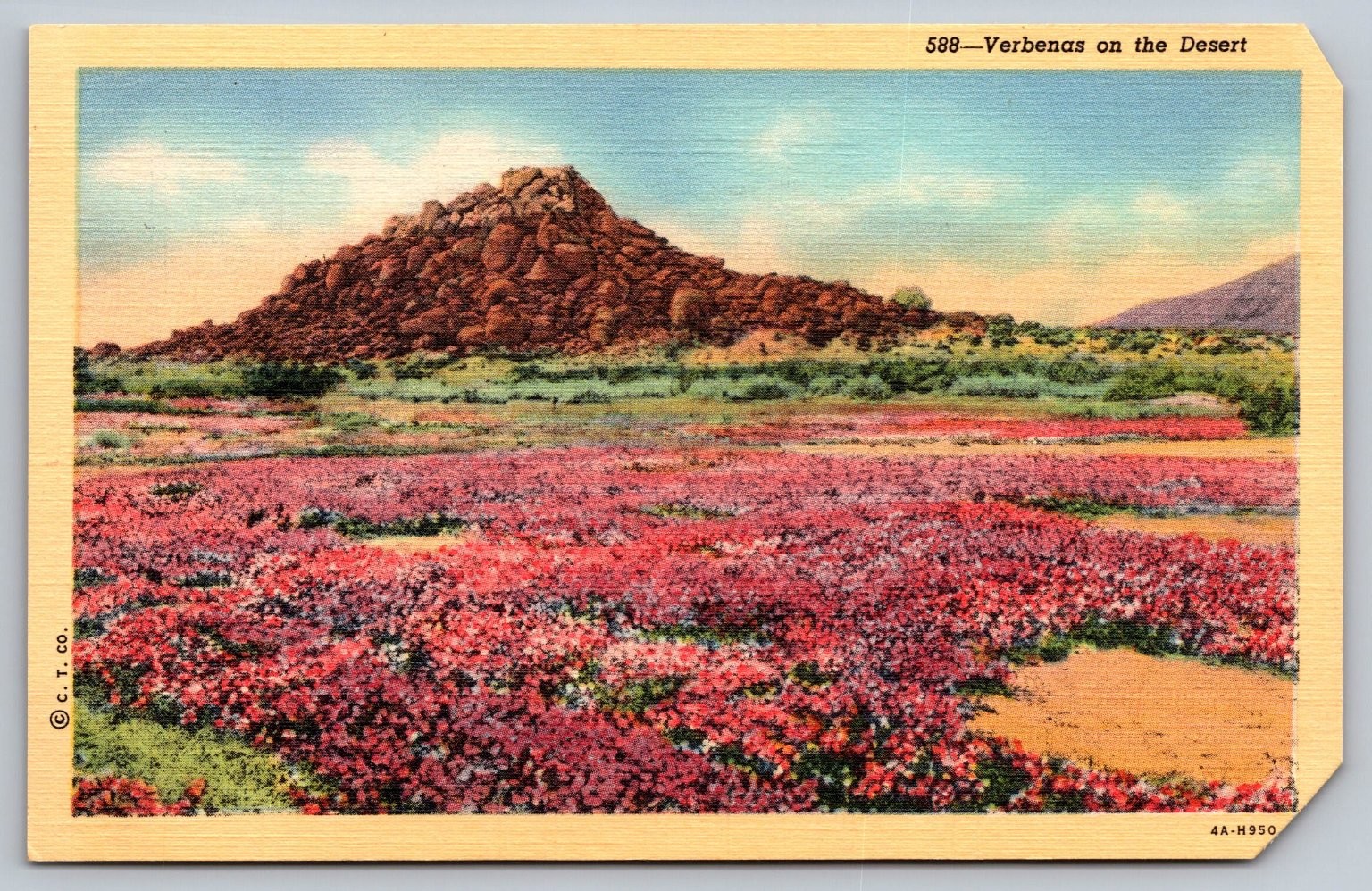 Verbenas on the Desert Linen Postcard - Vintage Western USA Wildflowers Verbenas on the Desert Linen Postcard - Vintage Western USA Wildflowers