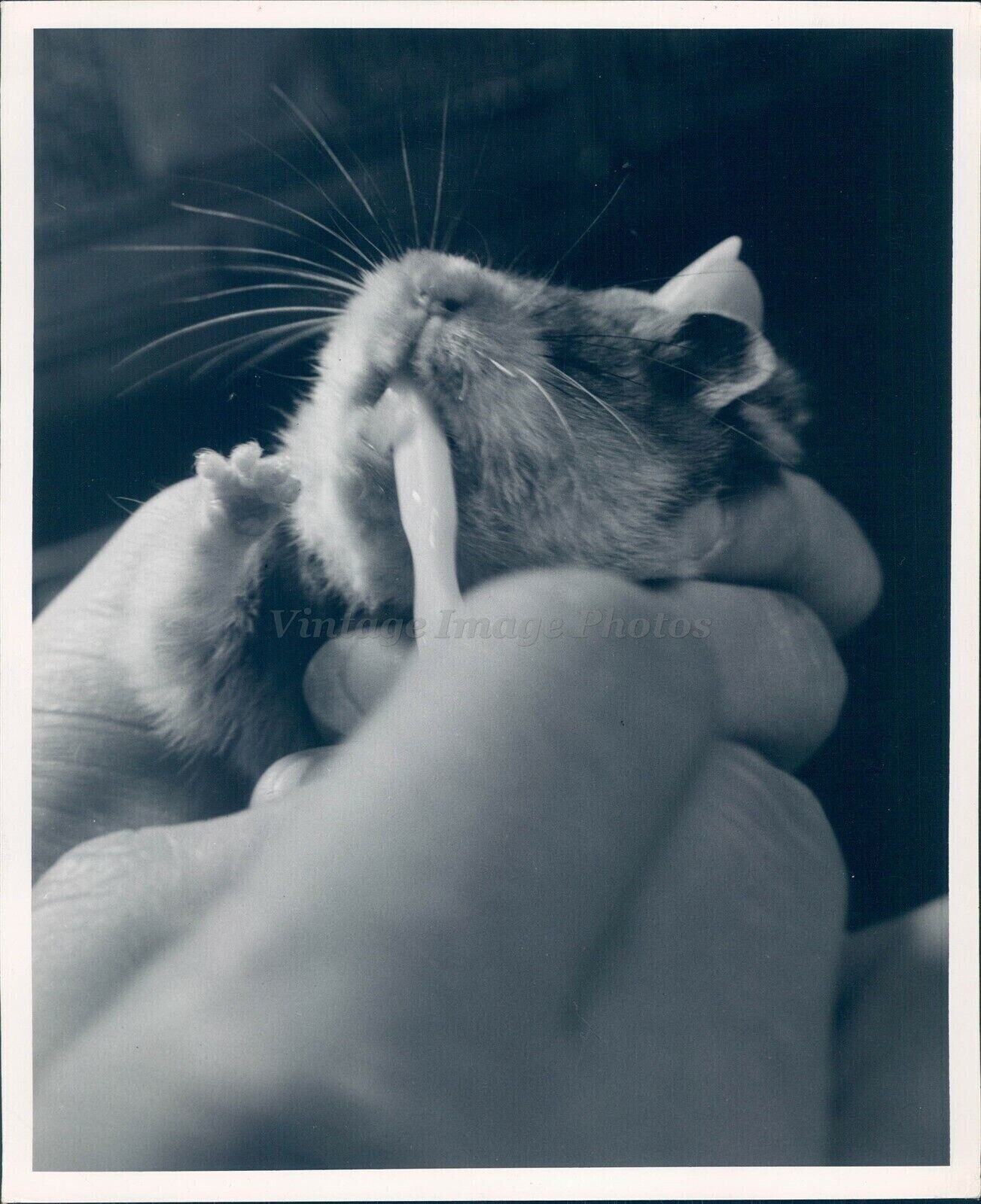 1954 Press Hamster Cleaning Teeth Graph Animal Hands Photo
