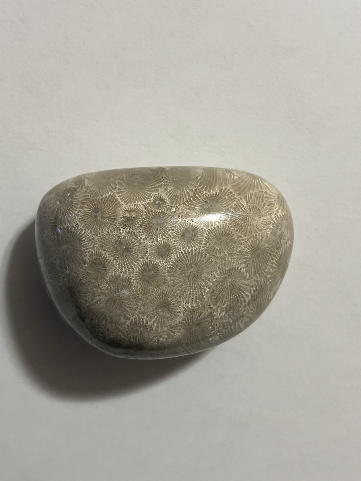 Petoskey Stone Hand Polished 4.3oz Lake Michigan Stone Rock