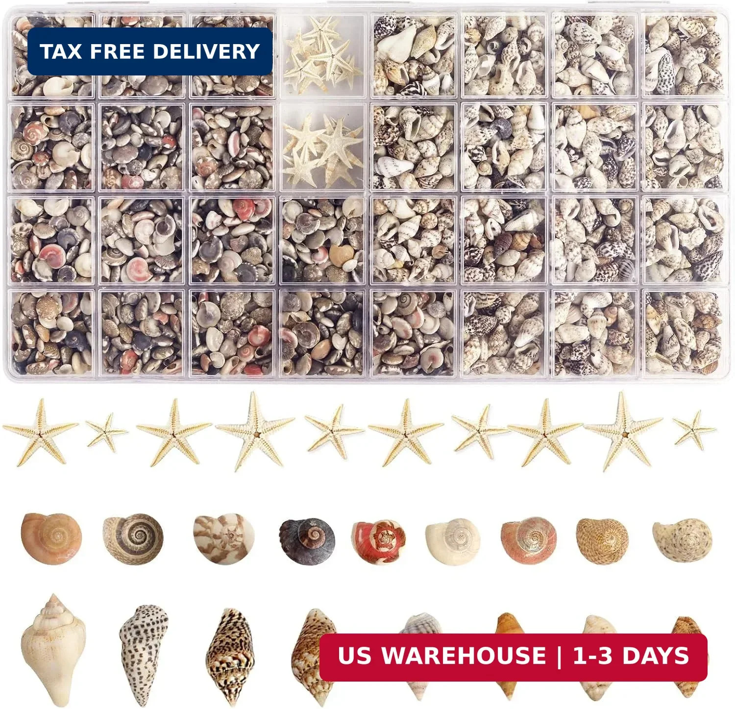 1300+pcs Tiny Seashells for Crafts, Small Sea Shells in Bulk with Mini Starfish 1300+pcs Tiny Seashells for Crafts, Small Sea Shells in Bulk with Mini Starfish