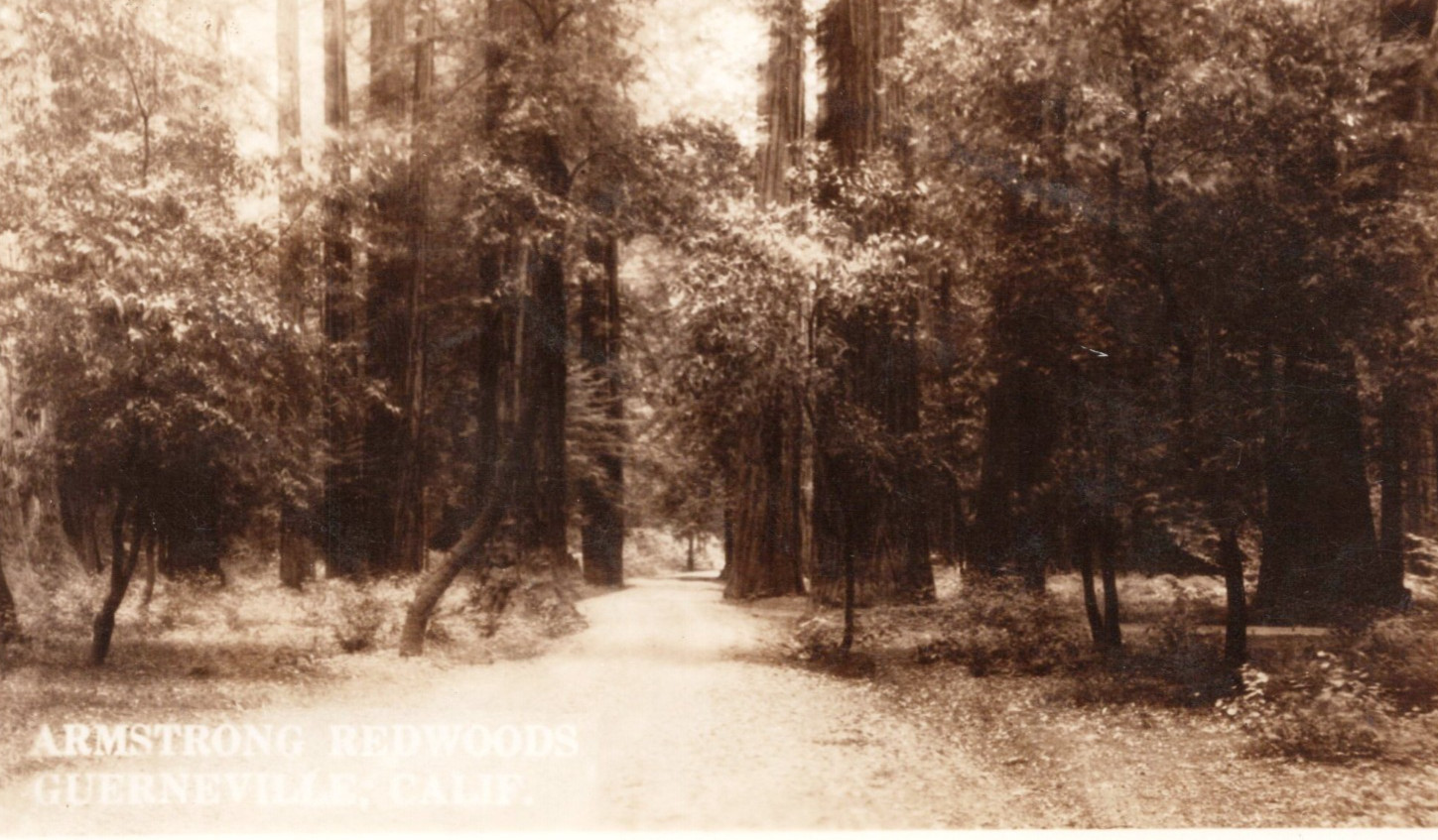 Postcard Guerneville California Stunning Armstrong Redwoods RPPC Postcard Guerneville California Stunning Armstrong Redwoods RPPC