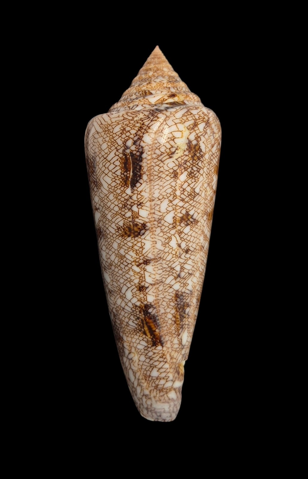 CONUS GLORIAMARIS W/O Philippines 99.0mm Shell CONUS GLORIAMARIS W/O Philippines 99.0mm Shell