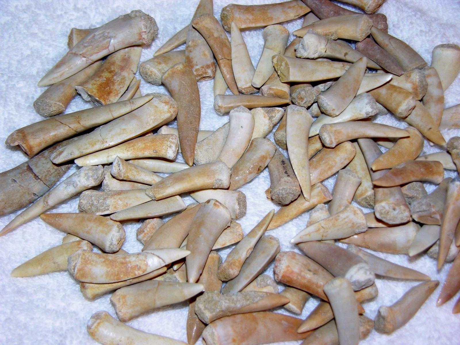 Saber toothed Herring fossil teeth Enchodus Cretaceous Africa 20 tooth lots Saber toothed Herring fossil teeth Enchodus Cretaceous Africa 20 tooth lots