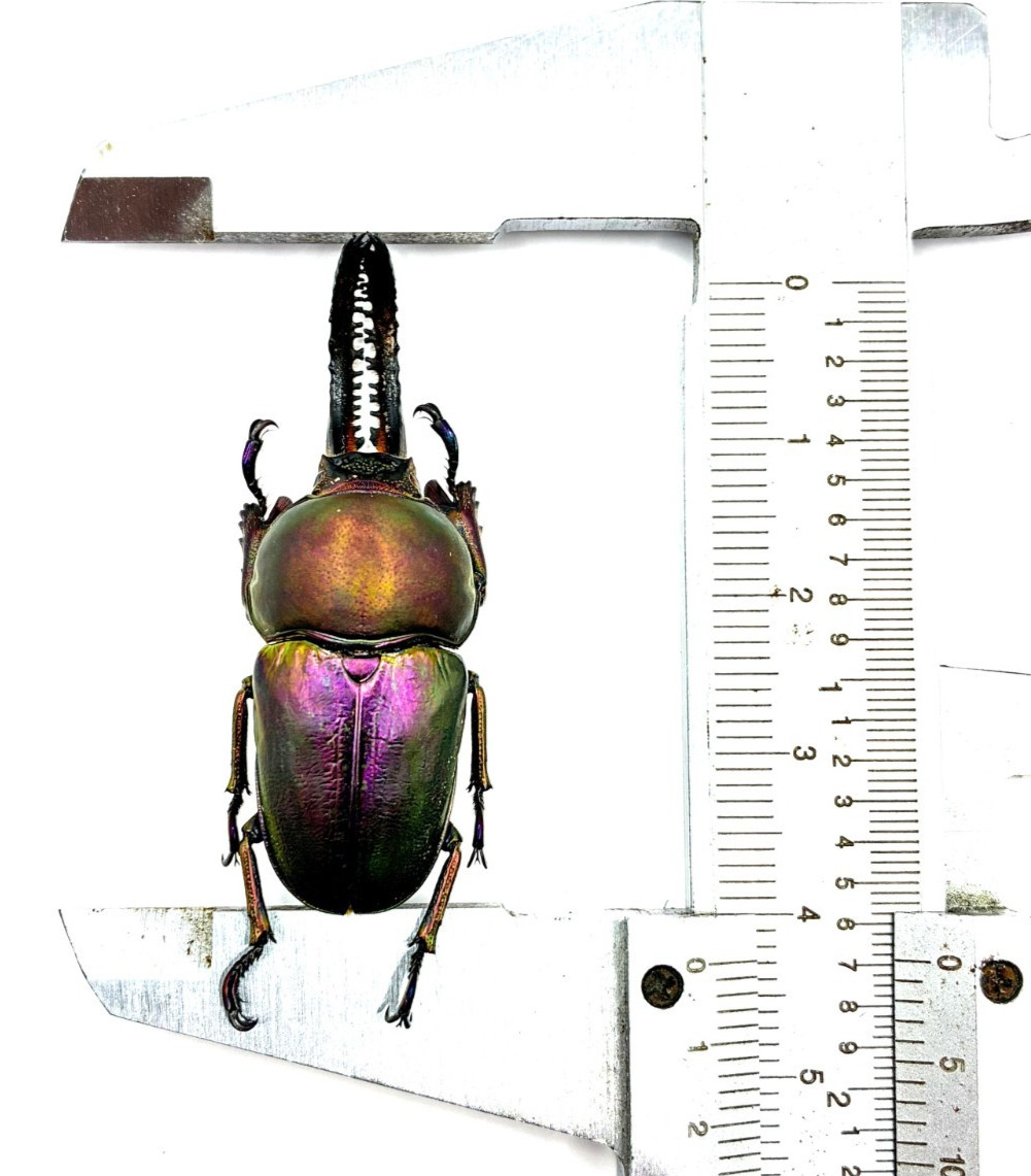 Lamprima adolphinae single male 42+mm stag beetle. RARE PURPLE COLOR