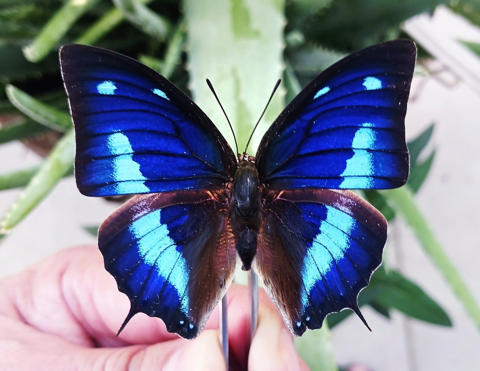 NYMPHALIDAE ANAEA CYANEA A1 PURPLE & BLUE AMAZING COLORS WINGS CLOSED LOT OF 5