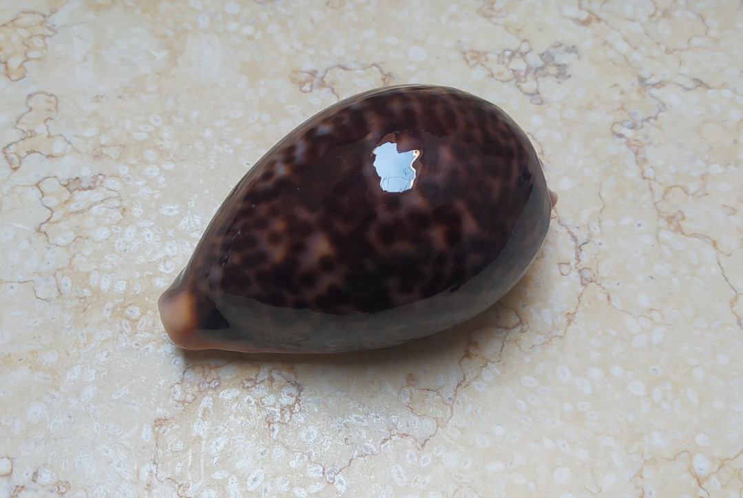F cypraea pantherina GEM 86.5mm F++++ red sea shell very nice and uniqe color F cypraea pantherina GEM 86.5mm F++++ red sea shell very nice and uniqe color
