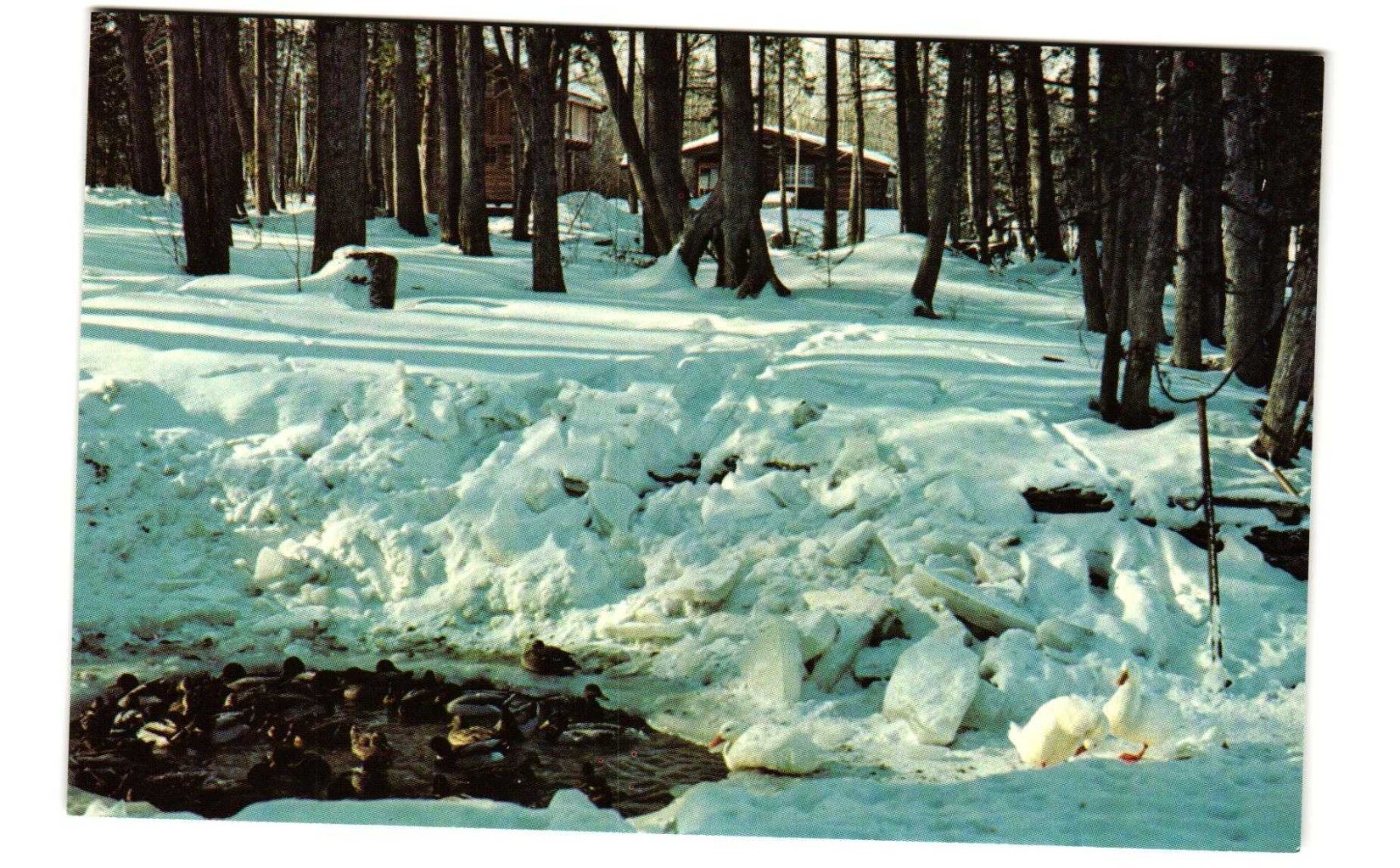 Al Johnson's Swedish restaurant sister Bay Door County Wisconsin VTG postcard