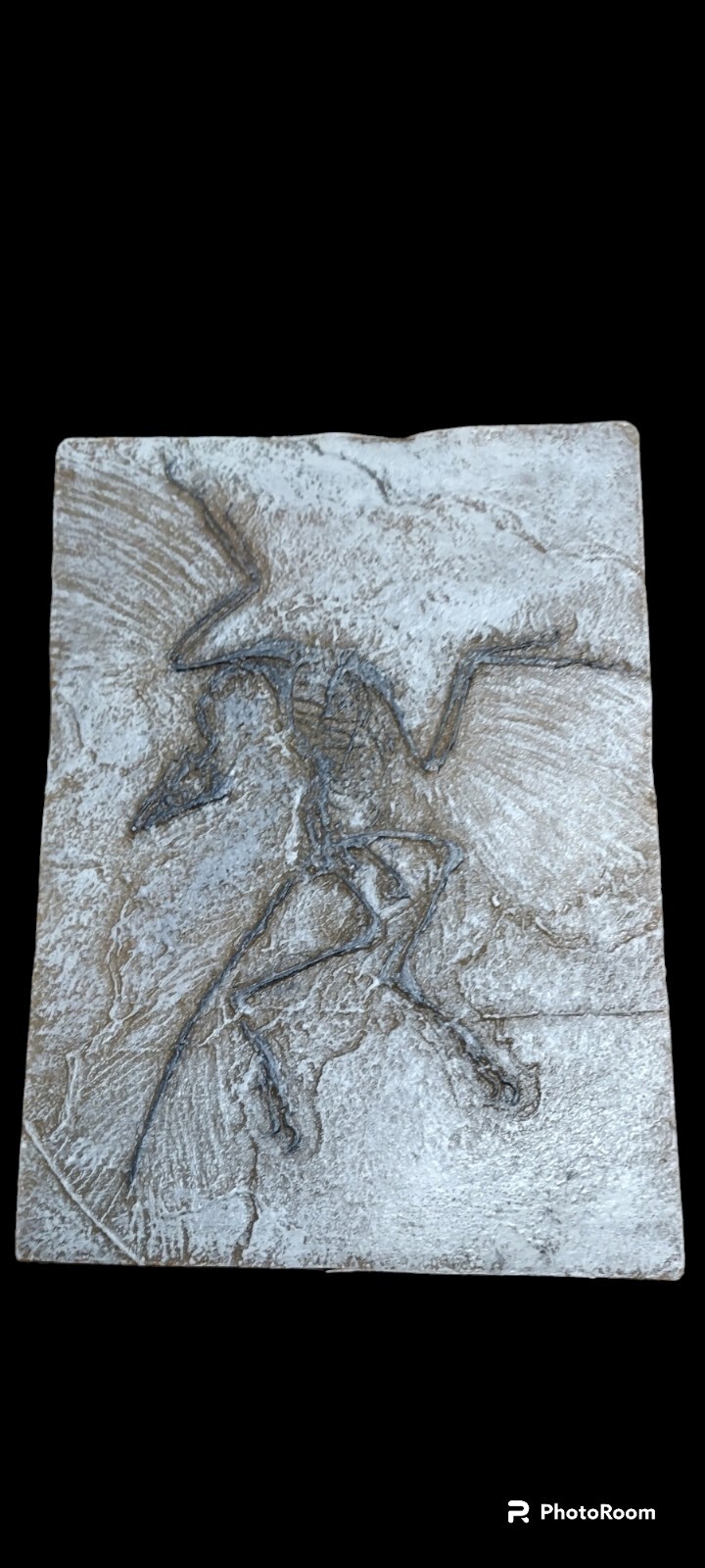 archaeopteryx Lithographica fossil replica archaeopteryx Lithographica fossil replica