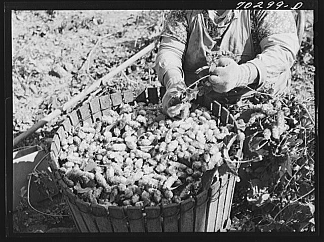 Photo:Yakima County Washington 1900s Hop Picker Basket Harvest