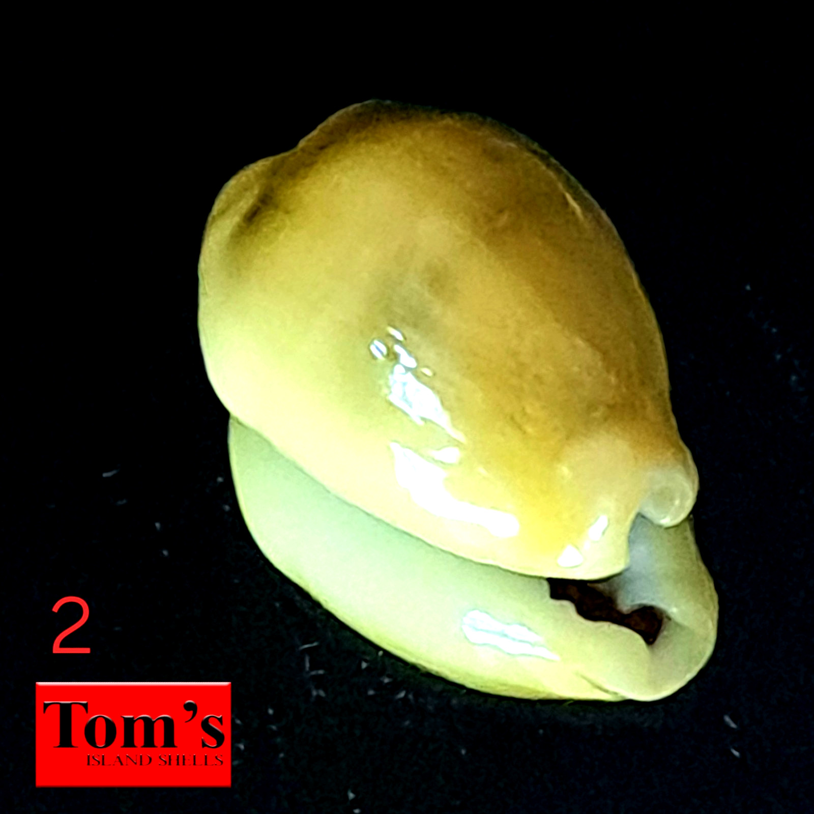 Cypraea moneta f. satura #2  20.7mm EXQUISITE GEM BEAUTY from the Philippines